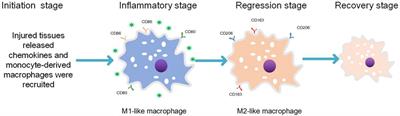 Inhibition of differentiation of monocyte-derived macrophages toward an M2-Like phenotype May Be a neglected mechanism of β-AR receptor blocker therapy for atherosclerosis